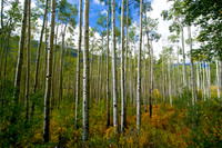 DSC_0220-36x24