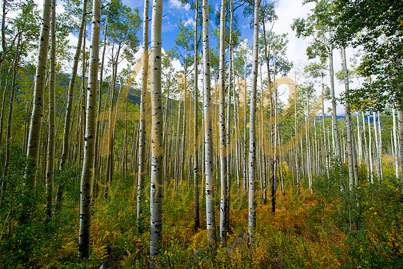 DSC_0220-36x24