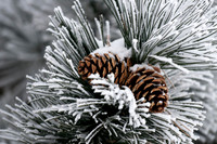 20100220-Evergreen-8600