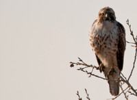 20100307-Chatfield-9097