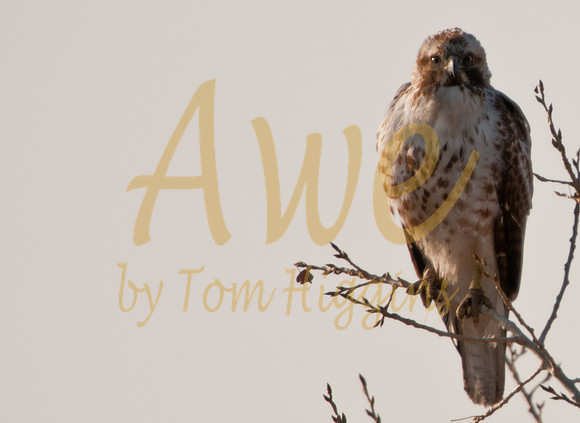 20100307-Chatfield-9097