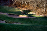 20101124-Roxburough-1