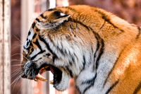 DenverZooTiger