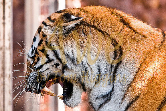 DenverZooTiger