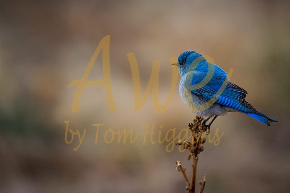 Blue Bird-Evergreen, CO-Edit-2