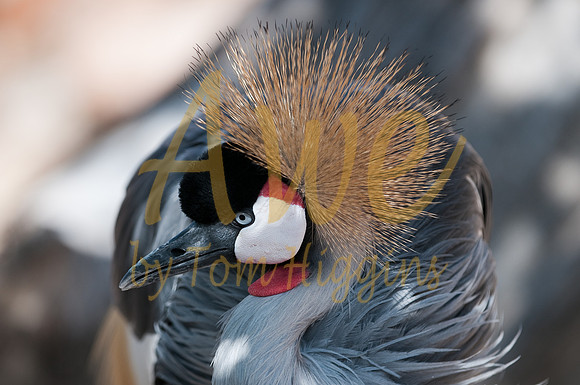 20090919-DenverZoo-6339