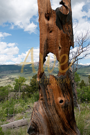 Knotty Wood 1