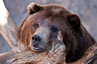 20100129-DenverZoo-8140