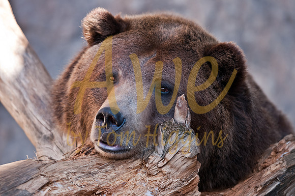 20100129-DenverZoo-8140