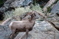 Ram