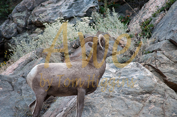 Ram