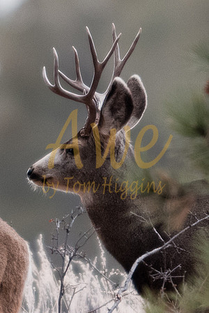 20100124-Evergreen-2