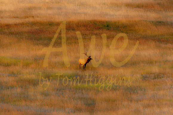 20090920-TPH_6441